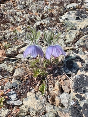 Pulsatilla ajanensis