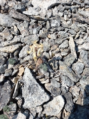 Corydalis gorodkovii