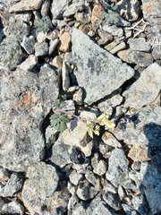 Corydalis gorodkovii