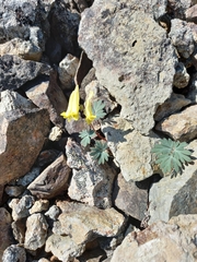 Corydalis gorodkovii