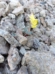 Corydalis gorodkovii