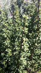 Coprosma pseudocuneata