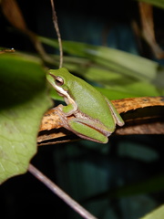 Litoria fallax