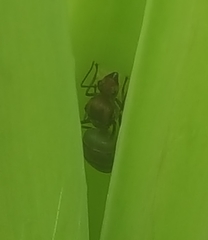 Oecophylla smaragdina