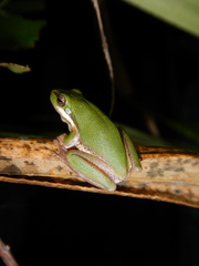Litoria fallax