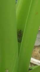 Oecophylla smaragdina