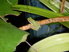 Litoria fallax