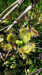 Drosera stenopetala