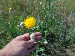 Centaurea chartolepis
