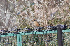 Lanius bucephalus