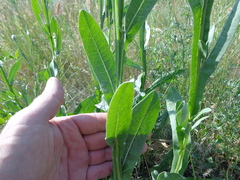 Centaurea chartolepis