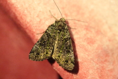 Anaplectoides