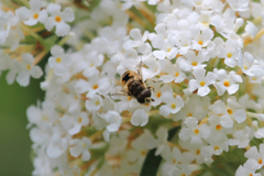 Eristalis arbustorum