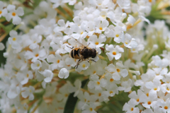 Eristalis arbustorum