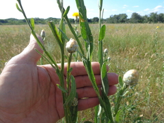 Centaurea chartolepis