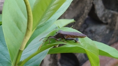 Pseudomictis distinctus