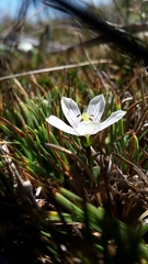 Gentianella montana ionostigma