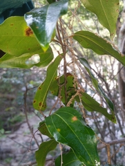 Dioscorea soso