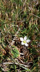 Gentianella montana ionostigma