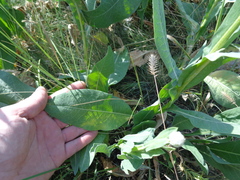 Centaurea chartolepis