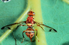 Zeugodacus cucurbitae