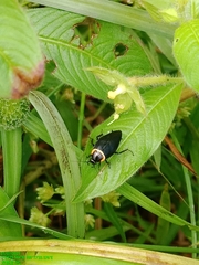 Hemithyrsocera palliata