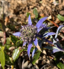 Eryngium dilatatum