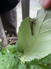Orgyia antiqua