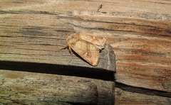 Eriopygodes imbecilla