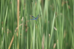 Rhyothemis fuliginosa