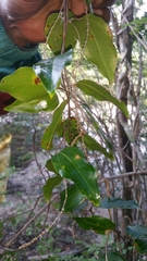 Dioscorea soso