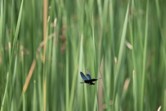 Rhyothemis fuliginosa
