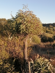 Cussonia paniculata