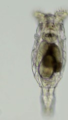 Philodina megalotrocha