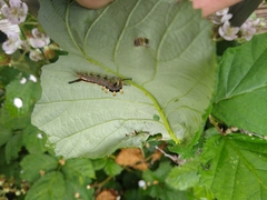 Orgyia antiqua
