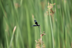 Rhyothemis fuliginosa