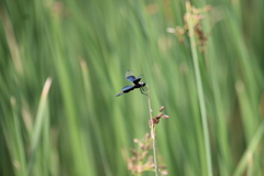 Rhyothemis fuliginosa