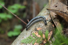 Rossiulus kessleri