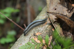 Rossiulus kessleri