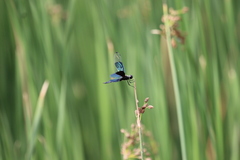 Rhyothemis fuliginosa