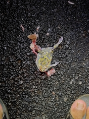 Uperodon systoma