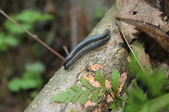 Rossiulus kessleri