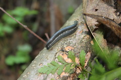 Rossiulus kessleri