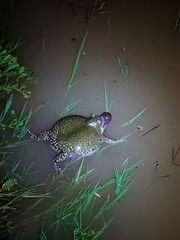 Uperodon globulosus