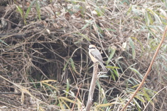 Lanius bucephalus