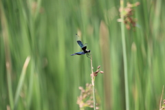 Rhyothemis fuliginosa