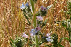 Echium lusitanicum