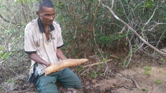 Dioscorea soso
