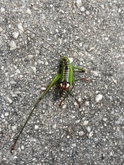 Andreiniimon nuptialis