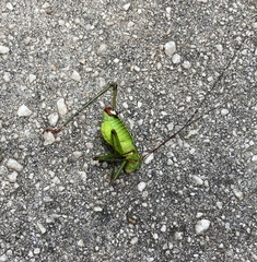 Andreiniimon nuptialis